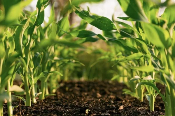 sustainable-agriculture-min-1021×580 sustainable-agriculture-min-1021x580